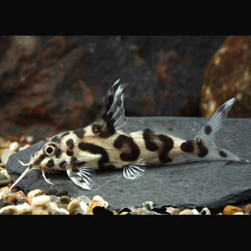 Synodontis Decorus